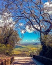 Rural road in middle of a green grass field in Andalusia Royalty Free Stock Photo