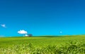 Rural road in middle of a green grass field in Andalusia Royalty Free Stock Photo