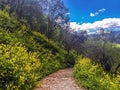 Rural road in middle of a green grass field in Andalusia Royalty Free Stock Photo