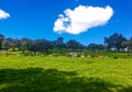 Rural road in middle of a green grass field in Andalusia Royalty Free Stock Photo