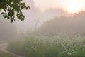 Rural road and old leaning cross between tall grass and trees in fog at sunrise Royalty Free Stock Photo