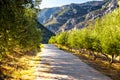 Rural road olive trees alley garden, Leonidio, Greece