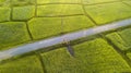 Rural road pass through green field. Aerial view of a field in the morning from a drone Royalty Free Stock Photo