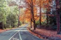 Rural road passing through tall autumn trees. Royalty Free Stock Photo