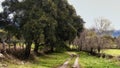 Rural road passing under some trees that leads to the different meadows Royalty Free Stock Photo