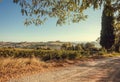 Rural road past grapeyards of Italy. Countryside with vineyard and Tuscany ripe wine grapes Royalty Free Stock Photo