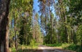 Rural road and a pine forest Royalty Free Stock Photo