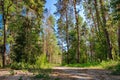 Rural road and a pine forest Royalty Free Stock Photo