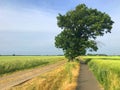 Rural road in Polish countryside, double cement lanes, bike path, single tree