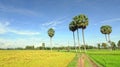 Rural road with rice fields at Tapa town in Angiang, Vietnam Royalty Free Stock Photo