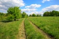 Rural road in steppe among green grass Royalty Free Stock Photo
