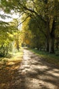 Rural road on a sunny fall day in Kazdanga, Latvia, Europe