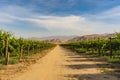 Rural road through vineyard in California. A beautiful view of a vineyard, mountains and cloudy sky on background, California Royalty Free Stock Photo