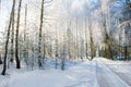 Rural road in winter, birch trees Royalty Free Stock Photo