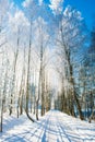 Rural road in winter, birch trees Royalty Free Stock Photo