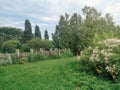 Rural rustic landscape countryside view with wooden old fence, bushes, green grass and red flowers. Royalty Free Stock Photo