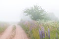 Rural sandy road in dense fog early morning