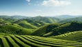 Rural scene agriculture, farm, nature, mountain, landscape, green color, outdoors, growth, plant, terraced field Royalty Free Stock Photo