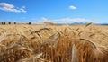 Rural scene agriculture, nature, outdoors, summer, farm, wheat, yellow, meadow, growth, landscape generated by AI Royalty Free Stock Photo