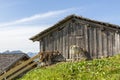 Rural scene in the Alps, cows on the Alp, Austria Royalty Free Stock Photo