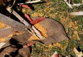 Rural scene with corn seeds Royalty Free Stock Photo