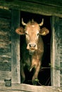 Rural scene. Cow in the old cabin. Royalty Free Stock Photo