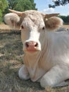 A rural scene : a cow resting in a field Royalty Free Stock Photo