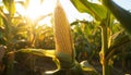 Rural scene farm, corn crop, nature growth generated by AI