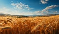 Rural scene, farm, outdoors, wheat, summer, landscape, meadow generated by AI Royalty Free Stock Photo