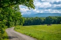 Rural scene with field, cows, dirt road, forest and mountain, Greensboro, Vermont, United States