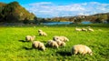 Rural Scene with A Herd of Sheep Eating Grass on A Meadow in Autumn