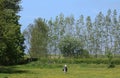 Rural scene, horse in field with buttercups Royalty Free Stock Photo