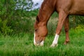 Rural Scene with A Horse Grazing Grass on A Meadow in Springtime Royalty Free Stock Photo