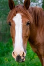 Rural Scene with A Horse Grazing Grass on A Meadow in Springtime Royalty Free Stock Photo