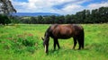 Rural Scene with A Horse Grazing Grass on A Meadow in Springtime