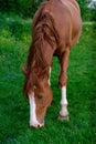 Rural Scene with A Horse Grazing Grass on A Meadow in Springtime Royalty Free Stock Photo