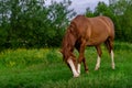 Rural Scene with A Horse Grazing Grass on A Meadow in Springtime Royalty Free Stock Photo