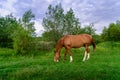 Rural Scene with A Horse Grazing Grass on A Meadow in Springtime Royalty Free Stock Photo