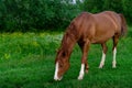 Rural Scene with A Horse Grazing Grass on A Meadow in Springtime Royalty Free Stock Photo