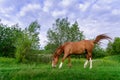 Rural Scene with A Horse Grazing Grass on A Meadow in Springtime Royalty Free Stock Photo