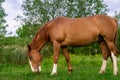 Rural Scene with A Horse Grazing Grass on A Meadow in Springtime Royalty Free Stock Photo