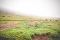 Misty Pastures: Serene Cows on the Cloud-Enveloped Mountains of Bucegi, Romania Royalty Free Stock Photo