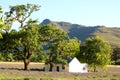 Rural scene with lavender field, South Africa