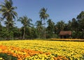 Rural scene in Mekong Delta, Vietnam Royalty Free Stock Photo