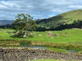 A rural scene near Staveley, with a small tarn, a dry stone wall, and an isolated tree