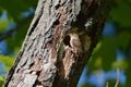 Nesting House Wren song bird Royalty Free Stock Photo