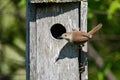 Nesting House Wren song bird Royalty Free Stock Photo