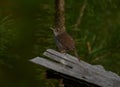 Nesting House Wren song bird Royalty Free Stock Photo