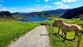 Rural Scene with A Pony Standing on A Meadow by The Road in Springtime Royalty Free Stock Photo