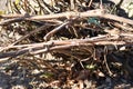 Rural scene, preparing grapes for wintering in the household, leave only well-developed vines